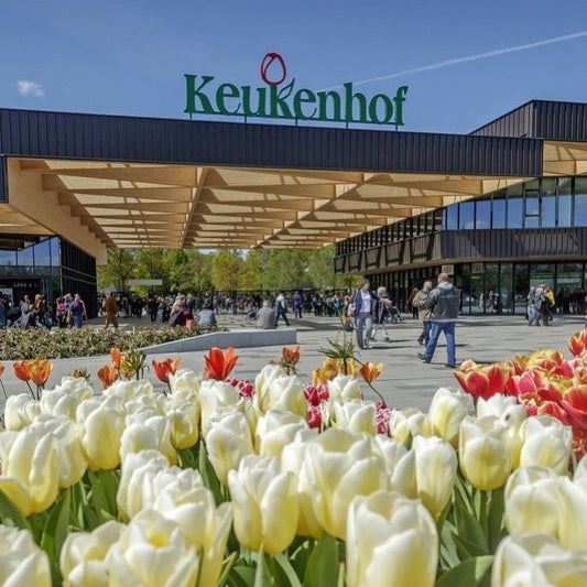 Niederländischer Tulpengarten 10.05.25