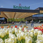 Niederländischer Tulpengarten 10.05.25